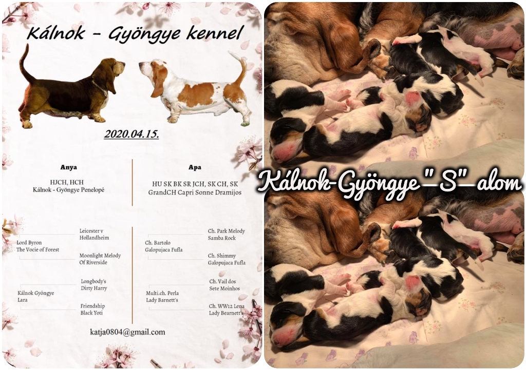 Megrkeztnk🥰 2020.04.15. 4 kisfi s 2 kislny💝 Klnok-Gyngye Penelop&Capri Sonne Dramijos kpek a gallery-ba